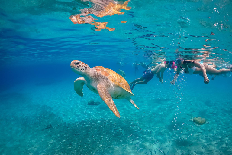 Willemstad: Hato Caves, Turtle Beach, Kenepa, and Flamingos
