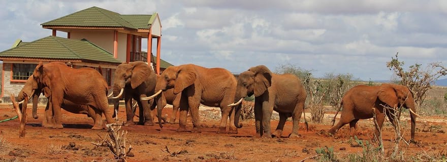 Excursion d'une journée dans le parc national de Tsavo East au départ de Mombasa/Diani