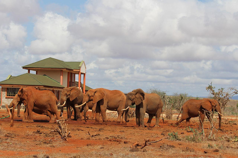 Privétour van een dag door Tsavo East National Park vanuit Mombasa