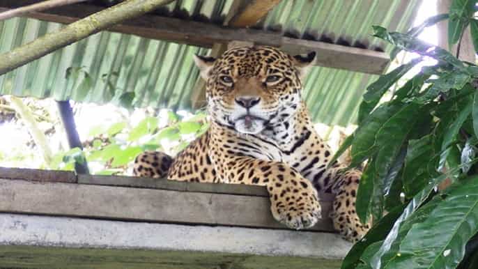 puyo jungle fullday amazon tour from baños