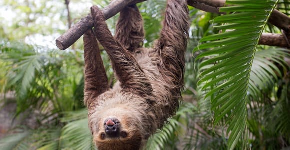 La Fortuna, Sloth Eco-Watching Tour