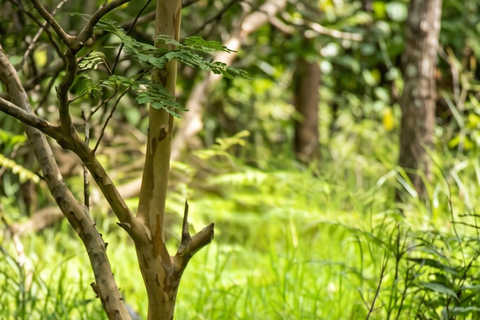 Monteverde: Epiphyte Trail – Orchids, Birds & Wildlife