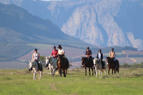 From Cape Town: Stellenbosch Horse Ride & Wine Tasting Tour