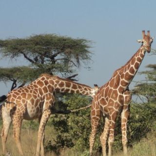 Giraffe Centre e Karen Blixen Museum Tour da Nairobi