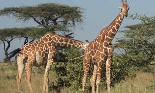 tour do museu giraffe centre e karen blixen saindo de nairobi