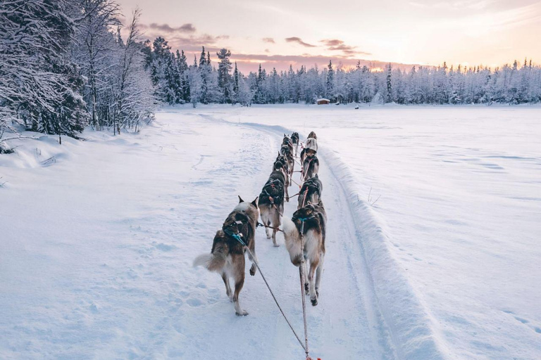 Levi: Magic Winter Trail 5 km Self-Drive Huskies Small Group Noon Husky Safari - Low Season