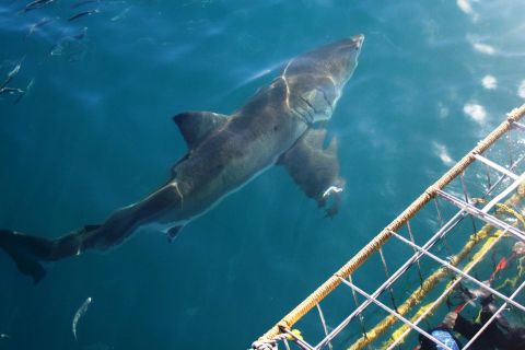 Vanuit Hermanus of Kaapstad: kooiduiken met een witte haai