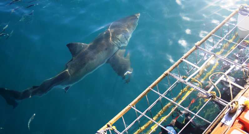 Cidade do Cabo ou Hermanus: Mergulho em Gaiola c/ Tubarões