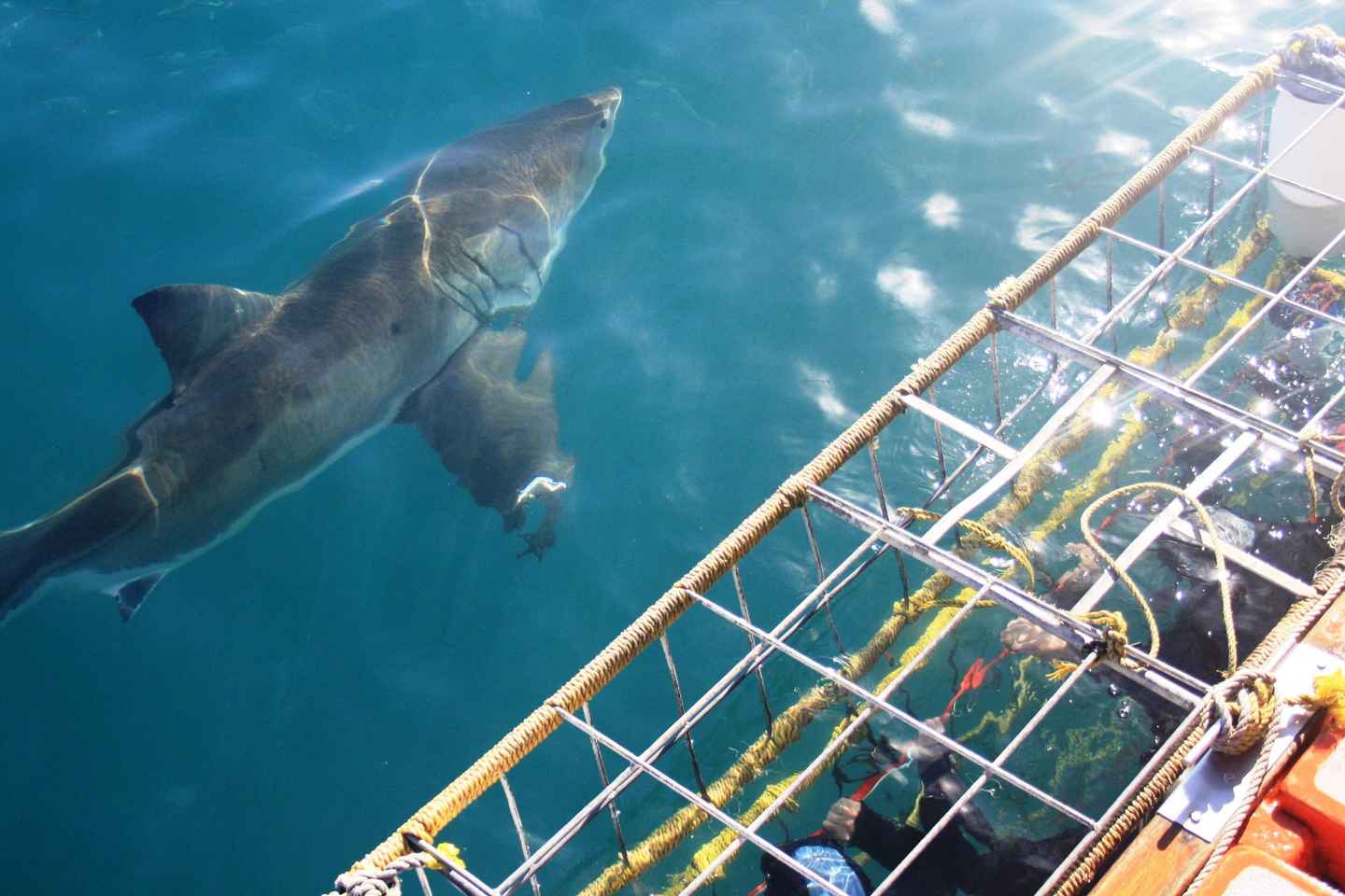 From Hermanus or Cape Town: Shark Cage Diving Experience - Shark Cage Diving Experience with Hotel Pickup and Drop-Off
