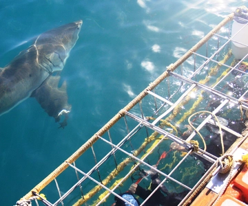 From Hermanus or Cape Town: Shark Cage Diving Experience