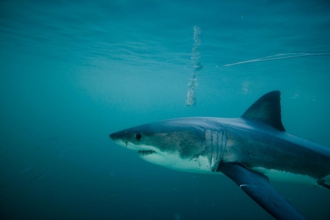 Gansbaai: experiencia de buceo en jaula con tiburonesExperiencia de buceo en jaula con tiburones