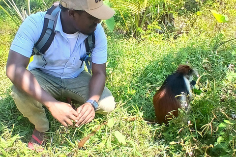 Zanzibar : excursion d&#039;une demi-journée dans la forêt de JozaniZanzibar : Visite privée du parc national de Jozani Chwaka Bay