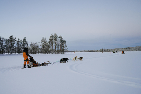 Rovaniemi: Small group Adults-Only 12-18km Husky Tour