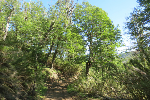 San Martín de los Andes: Half-Day Tour to the Mallin Grande