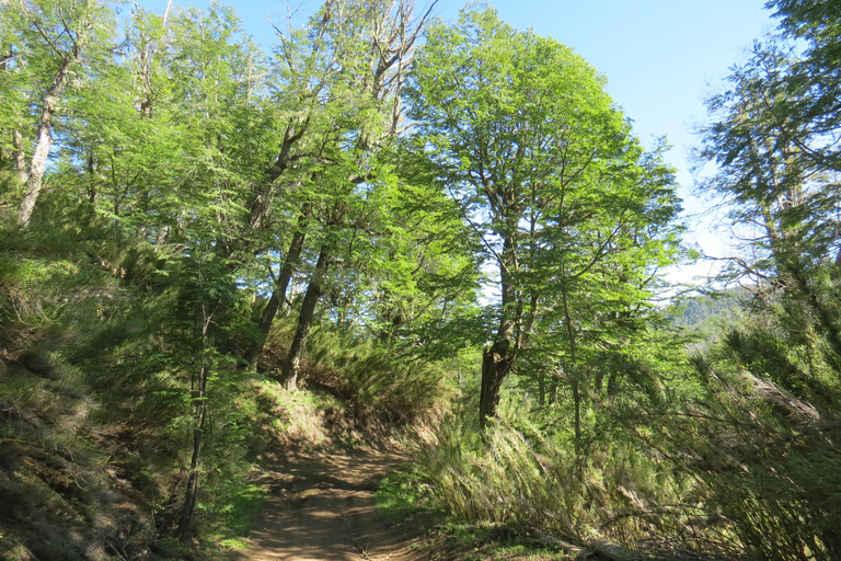 San Martín de los Andes: Half-Day Tour to the Mallin Grande