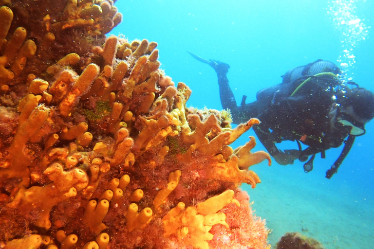 Diving baptism in Puerto de Carmen 2 Dives. Free photos