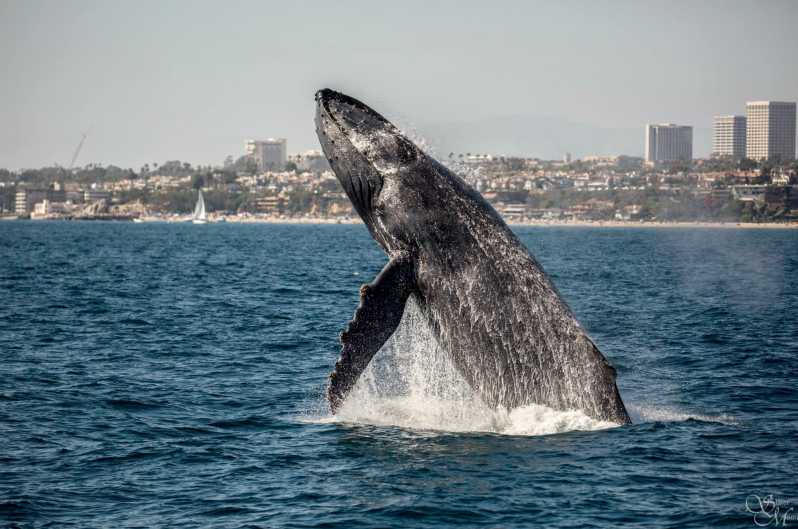 whale watching cruise newport beach