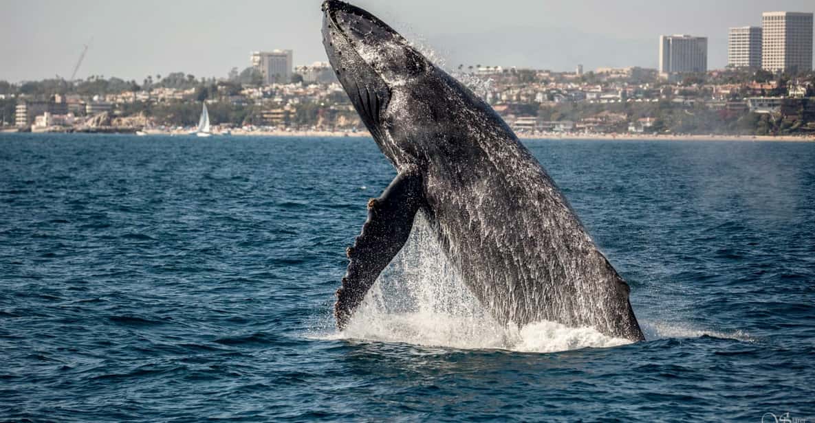 Newport Beach: Year-Round Whale Watching Cruise