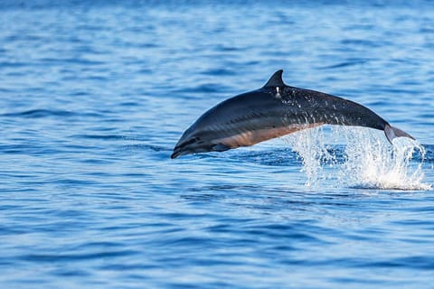Pemuteran: Private Dolphin Watching Boat Tour with Snacks