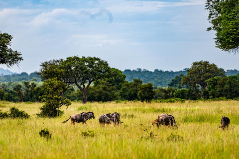From Zanzibar: Best Day Safari Mikumi with flights and lunch