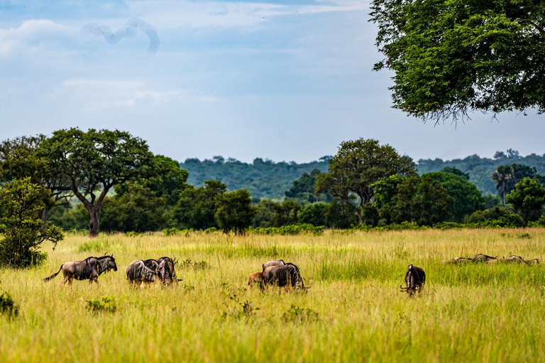 From Zanzibar: Best Day Safari Mikumi with flights and lunch