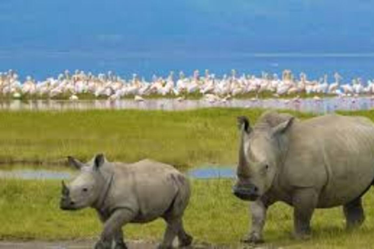 Safari au parc national du lac Nakuru et au lac NaivashaParc national du lac Nakuru et L Naivasha (avec frais de parc)