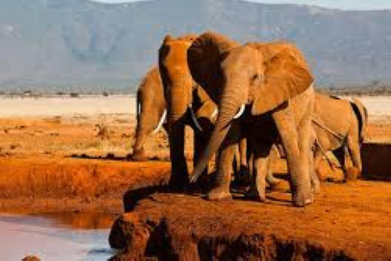4 days Tsavo East, Amboseli and saltlick lodge safari