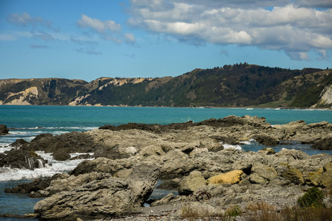 From Christchurch: Kaikōura Day Tour with Kayak