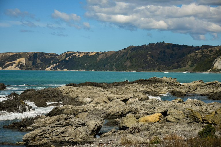 From Christchurch: Kaikōura Day Tour with Kayak