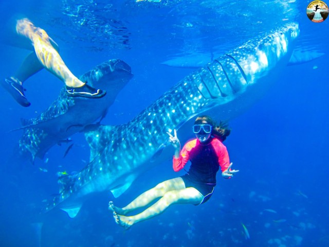 Visit Cebu Whale Shark Swimming & Kawasan Falls Canyoning in Moalboal, Cebu, Philippines