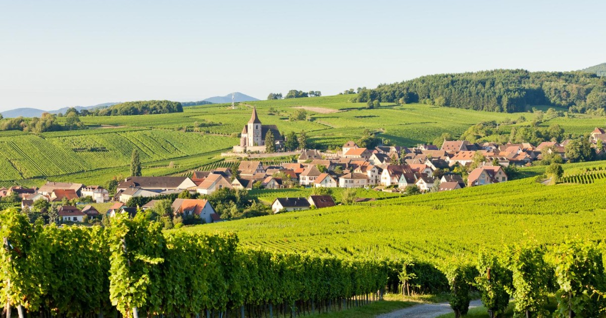 alsace wine tour from colmar