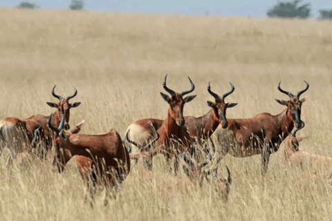 Addis Ababa: 3 Days Awash National park Safari Tour