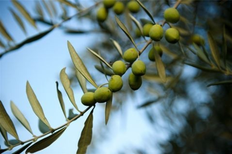 Provence Olive Harvest Olive Picking in Provence: Full-Day Tour & Local Lunch