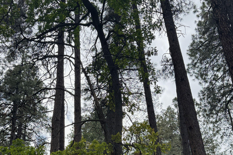 Pine: Enjoyable Arizona Hiking Experience