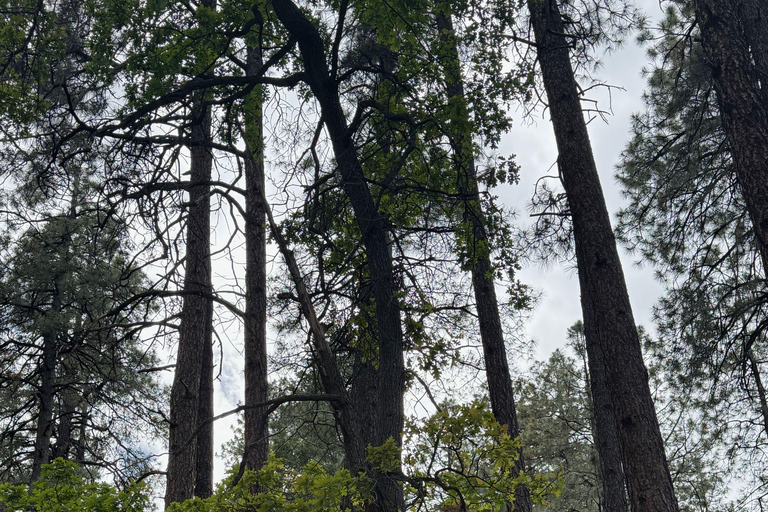 Pine: Enjoyable Arizona Hiking Experience