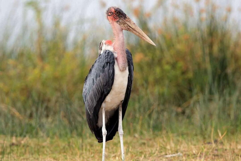 From Nairobi: Private 3-Day Masai Mara Big Five Game Drive