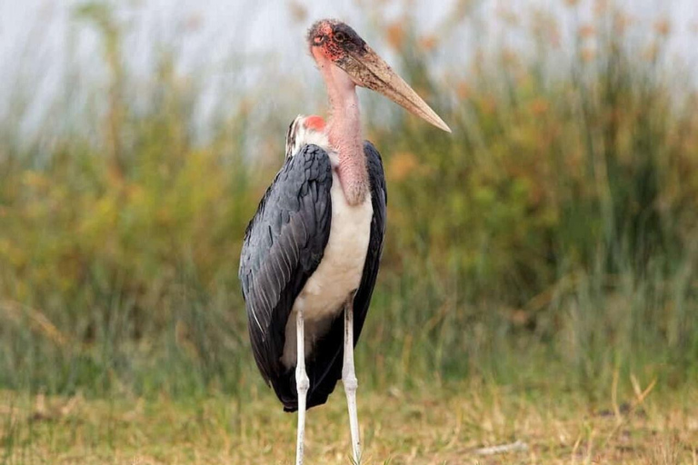 From Nairobi: Private 3-Day Masai Mara Big Five Game Drive