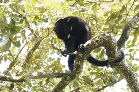belize city howler monkey baboon sanctuary adventure