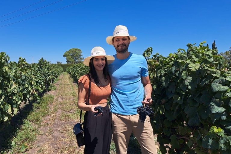 Excursion d'une journée dans un domaine viticole - depuis Colonia del SacramentoVisite d'un domaine viticole AVEC TRANSPORT INCLUS