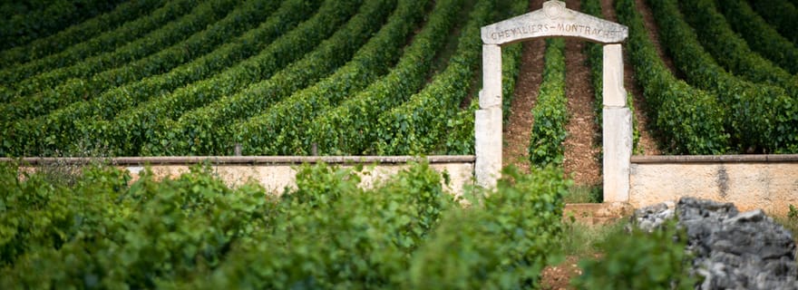 Vignobles de Bourgogne : visites privées de luxe