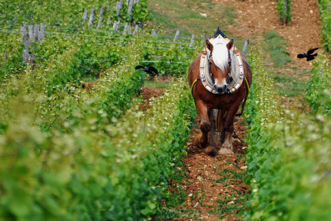 مزارع الكروم في بورغوندي: جولات خاصة فاخرة