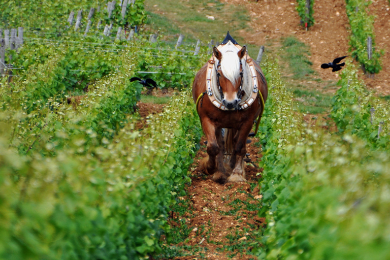 مزارع الكروم في بورغوندي: جولات خاصة فاخرة