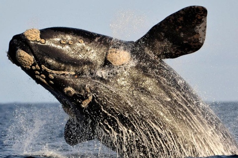 Excursion d'une journée sur la route des baleines