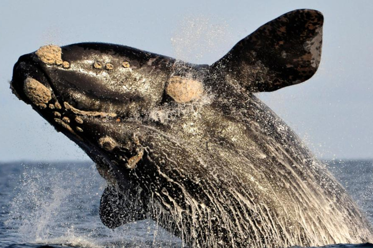 Excursion d'une journée sur la route des baleines
