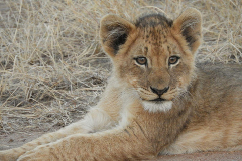 4-Day Kruger Park and Manyeleti Safari Tour
