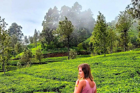 Trip from Kandy to Ambewela Railway Station via Nuwara Eliya Kandy to Nuwara Eliya and Ambewela Drop tour by car or van