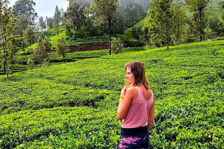 Trip from Kandy to Ambewela Railway Station via Nuwara Eliya Kandy to Nuwara Eliya and Ambewela Drop tour by car or van