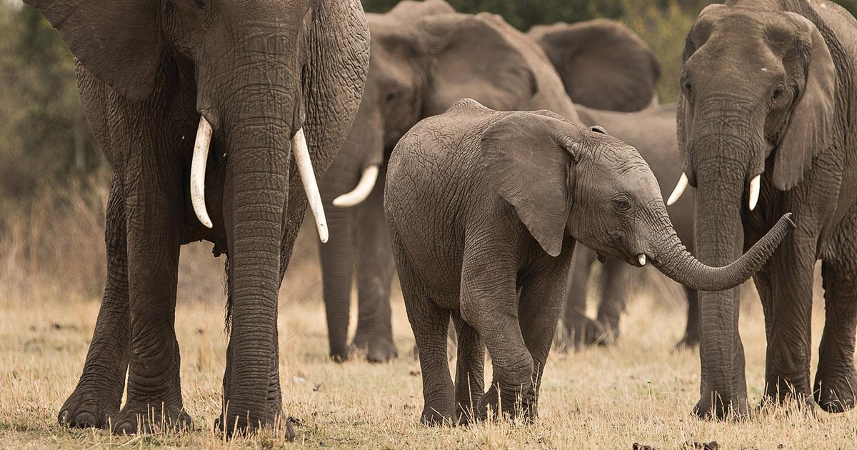 Parco nazionale del Tarangire Escursione di un giorno GetYourGuide