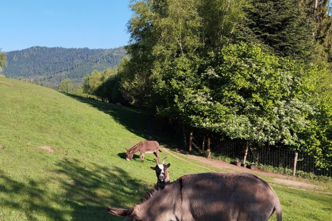Luvigny: Donkey discovery walk Luvigny: Discovery walk with donkeys