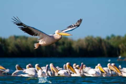 Danube Delta Day Tour from Bucharest